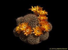 Sulcorebutia steinbachii v. krugerae 162